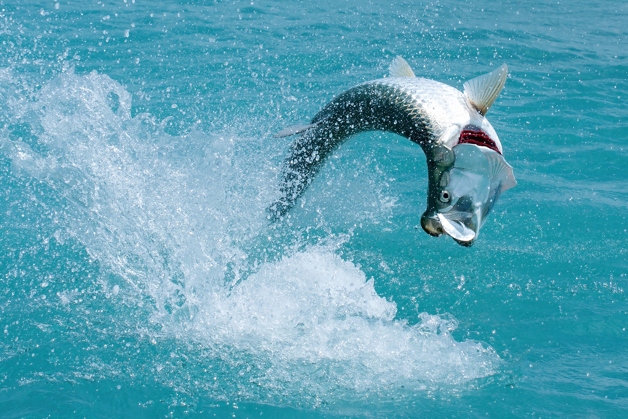 typesofukfish