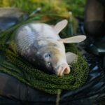 Cheap carp bait