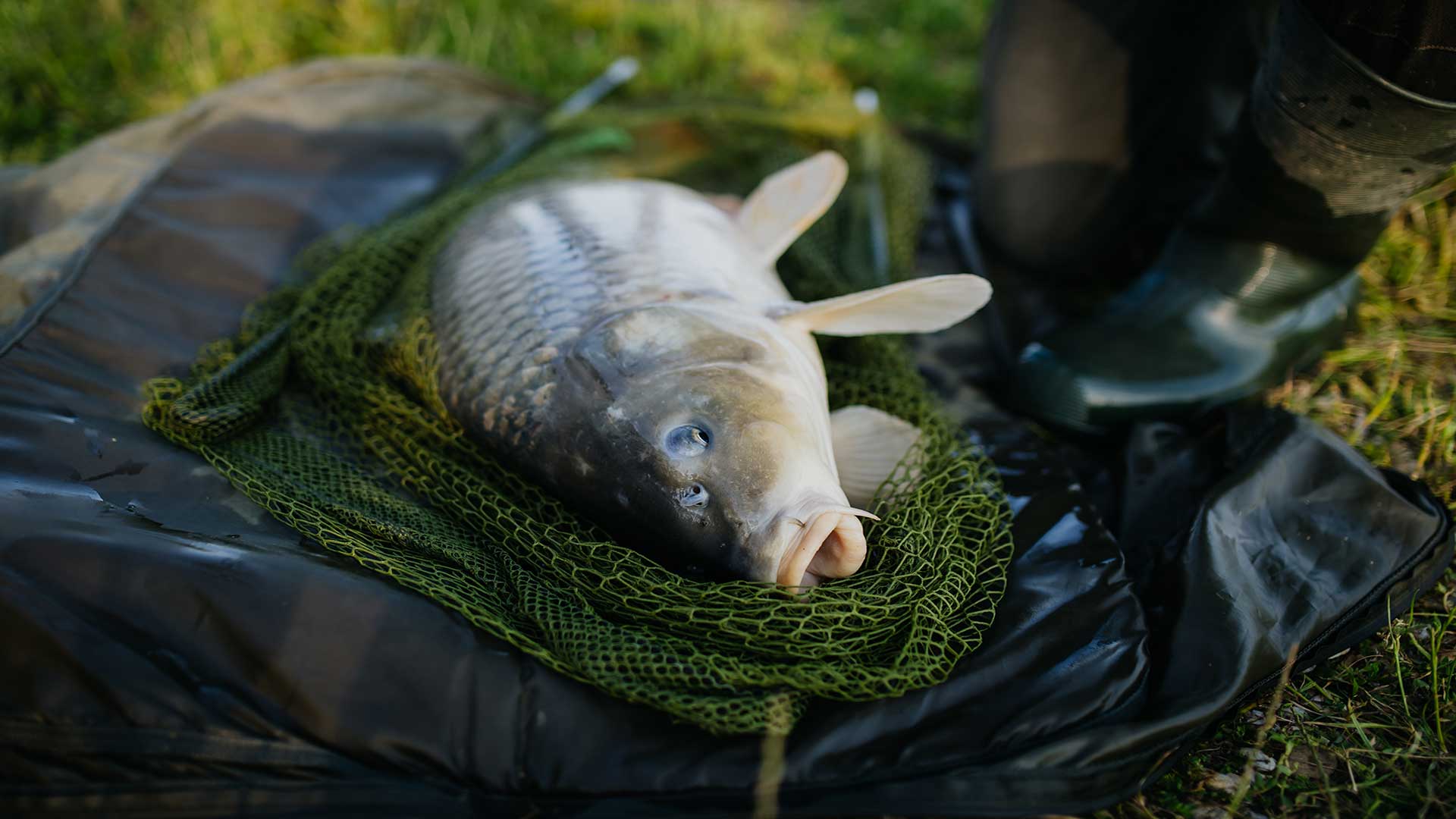 Cheap carp bait