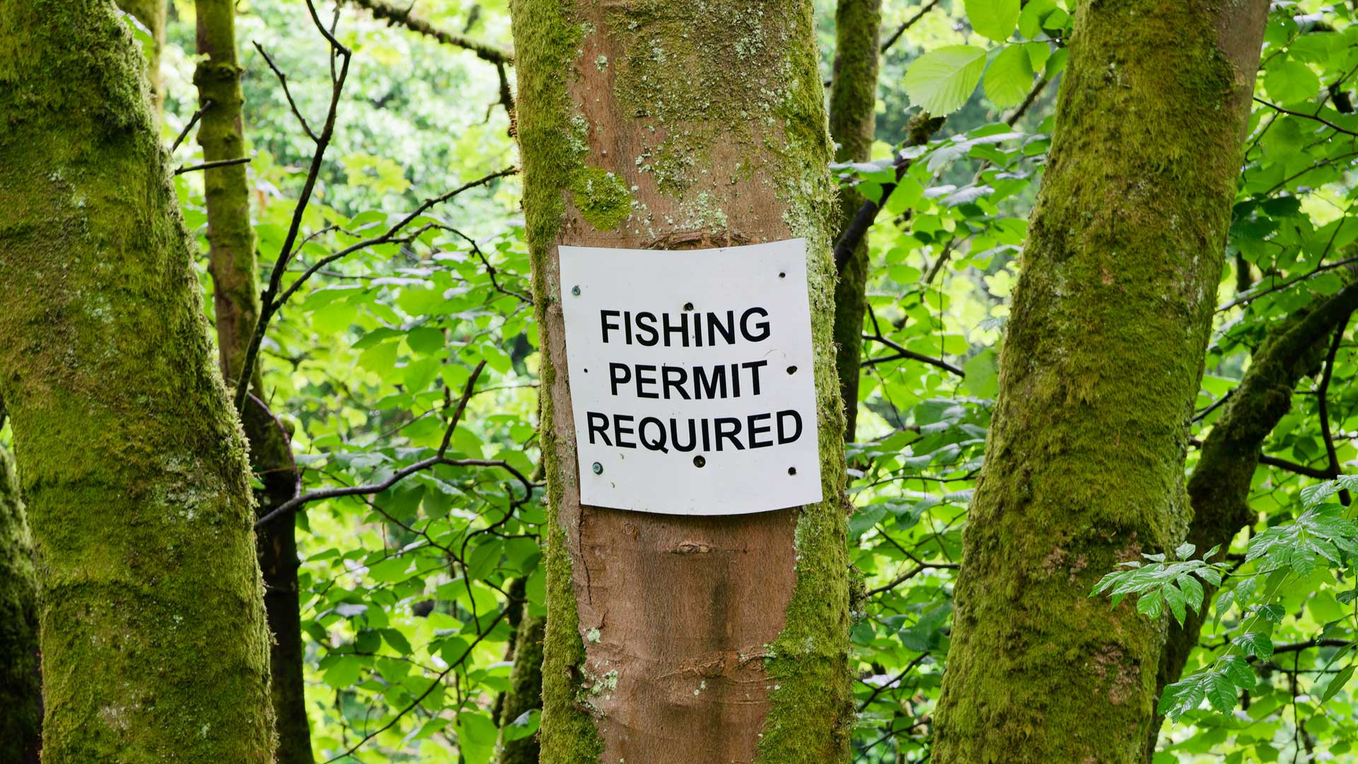 Fishing licences