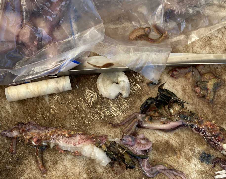 seafishingbaits
