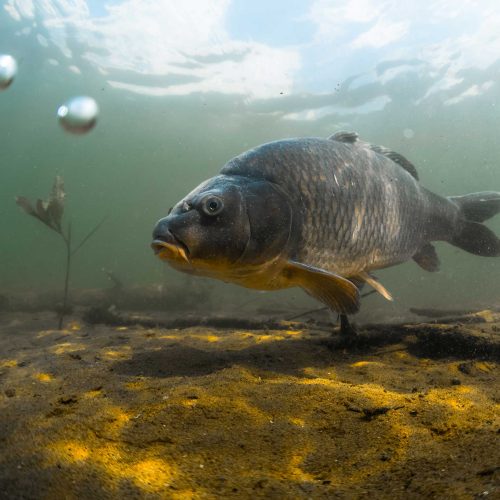 carpfishing