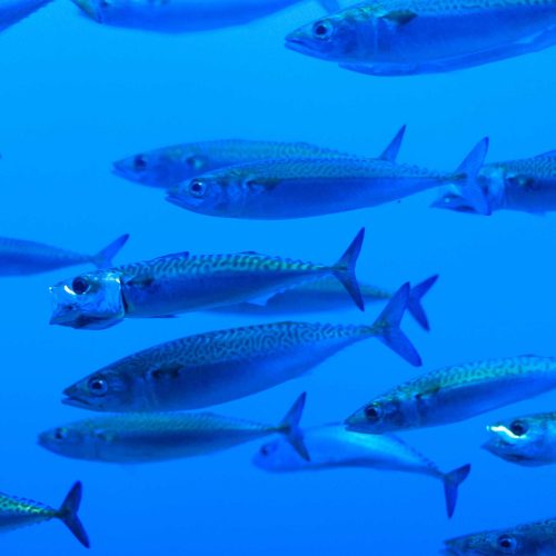 mackerelseafishing